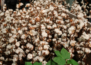 棉花分级：棉花分级室的模拟昼光照明光源